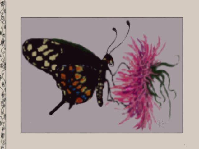 /user/butterflyonflower.jpg
