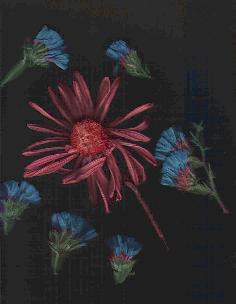 /user/flowercluster.JPG