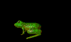 /user/frog.gif