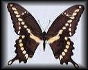 /user/giantswallowtail.jpg