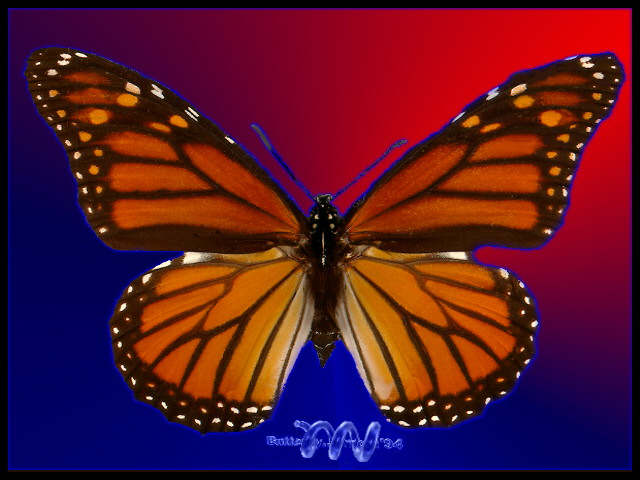 /user/monarch.jpg