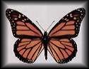 /user/monarch2.jpg