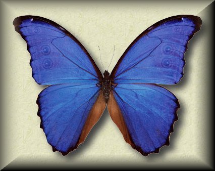 /user/morpho.jpg