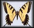 /user/tigerswallowtail.jpg