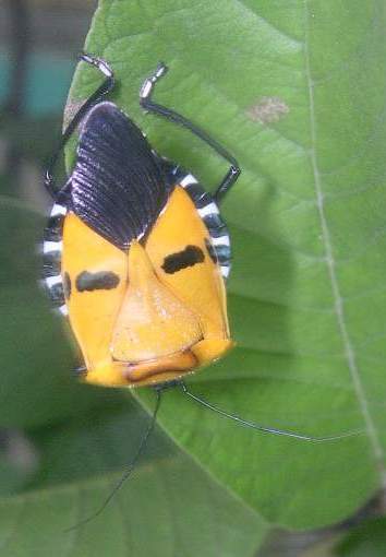 Man Face Bug