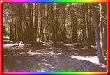 darkwoods