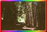darkwoods