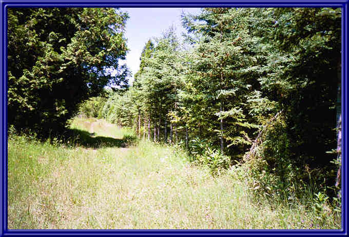 trail