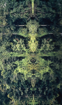 image of rainforest reflection