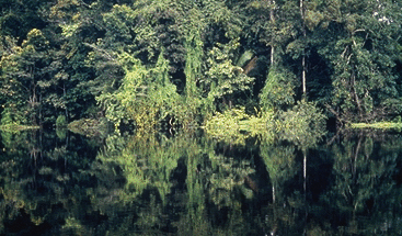 image1: rainforest reflected in river