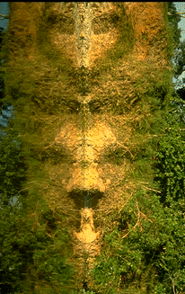 image of rainforest reflection