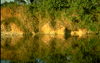 image of rainforest reflection