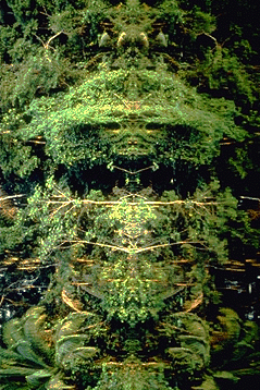 image of rainforest reflection