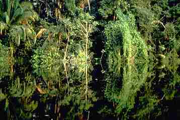 image of rainforest reflection