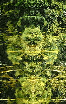 image of rainforest reflection