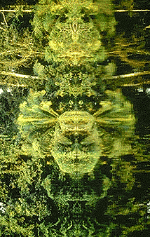 image of rainforest reflection II