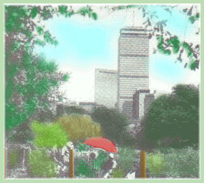 sketch of a Boston community garden