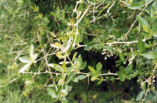 Barberry; new shoots, ripe fruits and viscious spines