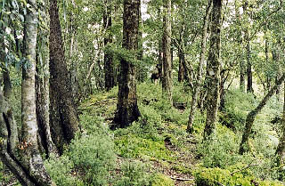 Even in lesser browsed areas few species manage to break the 20 cm height barrier