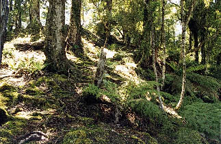 A chewed out black beech forest ridge