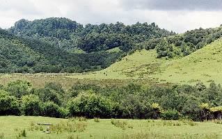 Ridges of more or less intact forest, with manuka regeneration on the slopes