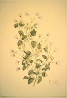 Clematis forsterii