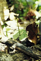 One of our GIANT (not) orchids Corybas macranthus