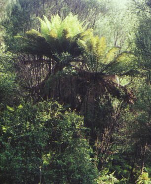 New fibrous tree fern fronds in early morning sun
