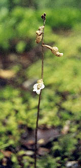The epiparisitic Gastrodium orchid