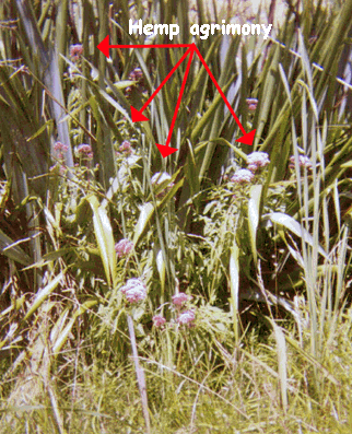 Hemp Agrimony infiltrating the flax swamp.