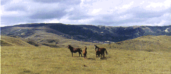 A family group of horses