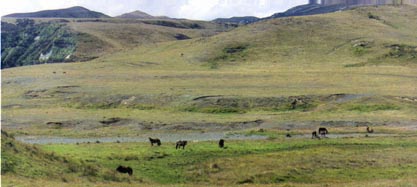 Horses tend to congregate in the most fragile areas