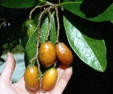 Picture of karaka fruit (18 K)