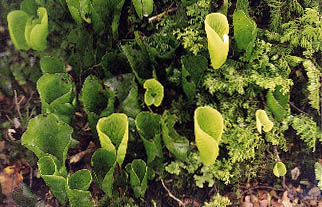 Kidney fern growing on the lee of a beech ridge