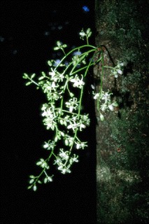 Picture of kohekohe flowers coming directly out of the treetrunk  (26K GIF)