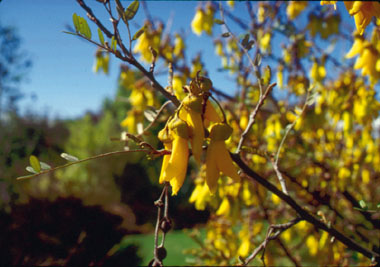 Kowhai flowers