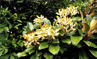Leatherwood in flower