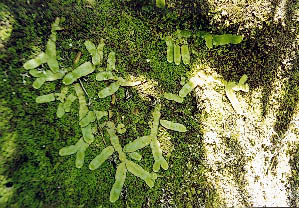 Intriguing but unidentified liverwort
