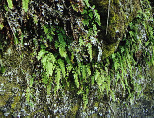 Maidenhair fern growing out of goat reach on a bank