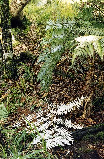 The white undersurface of Silverfern pointing out our route