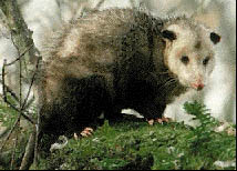 Voracious breeder, the Virginia possum.  Click ot see source of photo