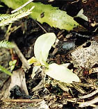 Not the best shot of Chiloglottis cornuta