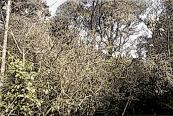 The bare branches belong to a fivefinger, all the leaves were on the ground after possums ate the leafbases