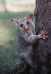 Australian brushtail possum