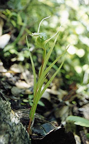The green hooded nodding orchid