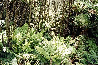 Spindely manuka nurses the next regeneration