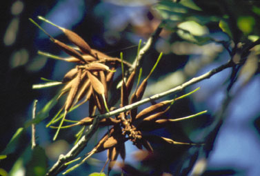Rewarewa seedcapsules