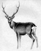 Sika deer, one of the pest species