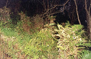 Stock browse damages plants and prevents forest regeneration