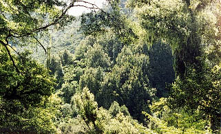Typical mature tawa kamahi forest
